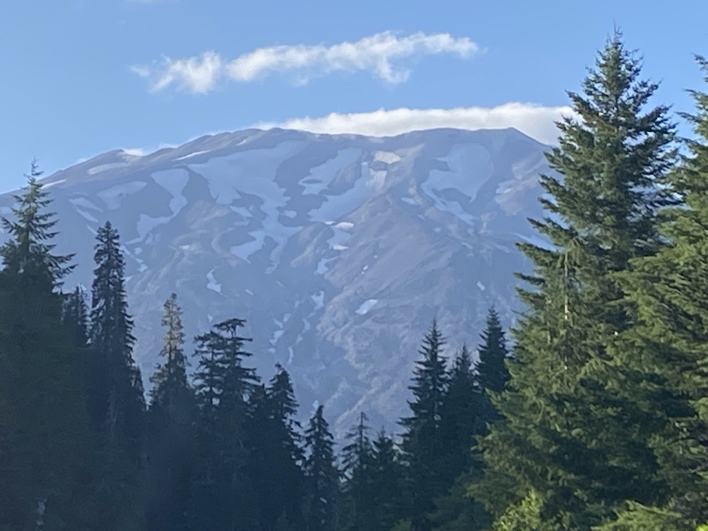 A view of Mt. St. Helens with evergreen trees in the foreground